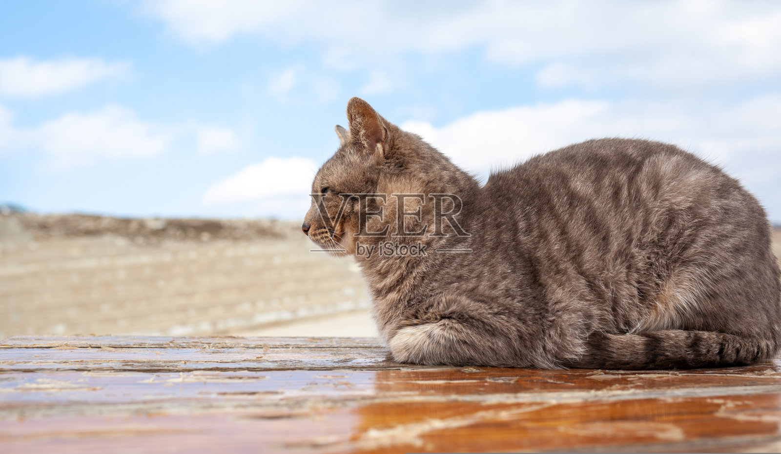 在特写镜头中，一只美丽的灰猫躺在一张桌子上休息照片摄影图片