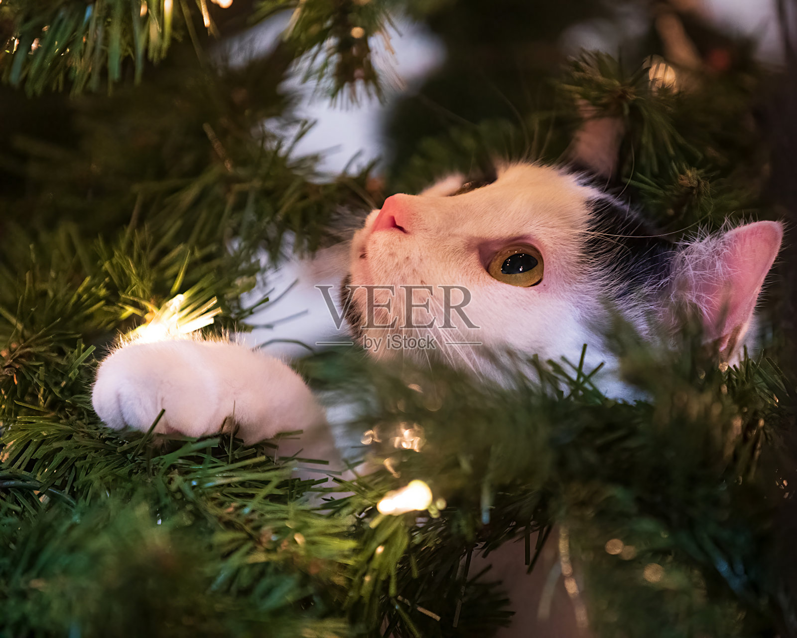 有趣的猫正在圣诞树的树枝上玩耍，抬头张望照片摄影图片