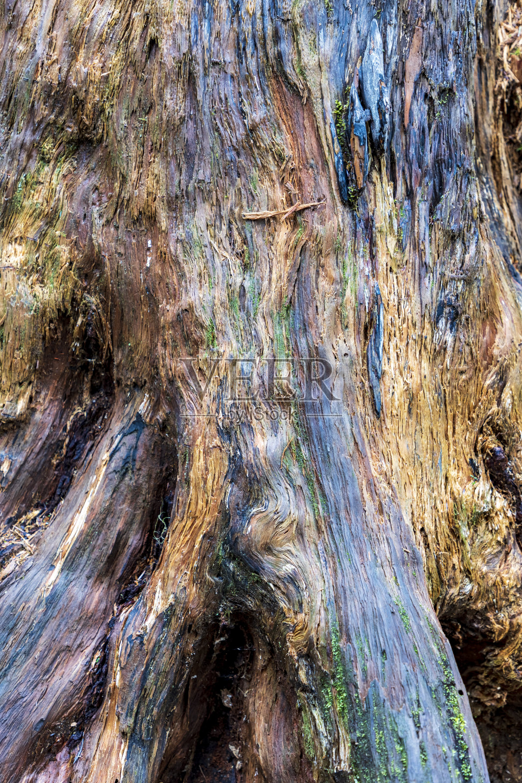 这是一幅树干的特写照片摄影图片