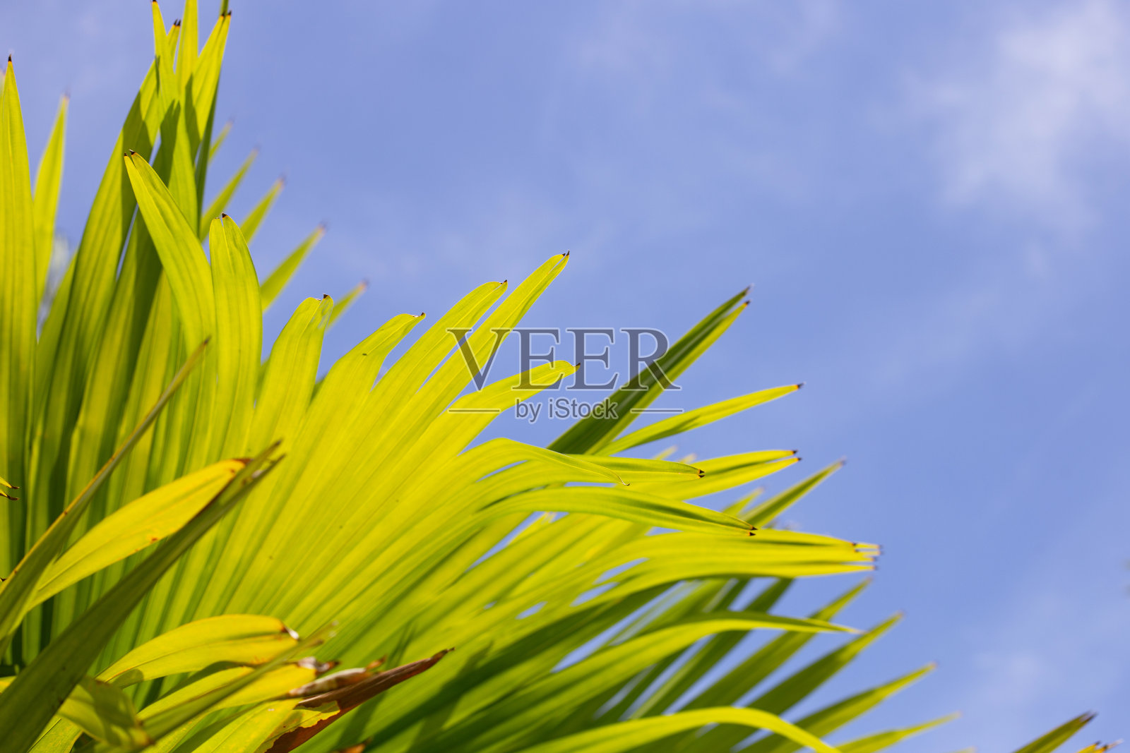 棕榈树和蓝天照片摄影图片