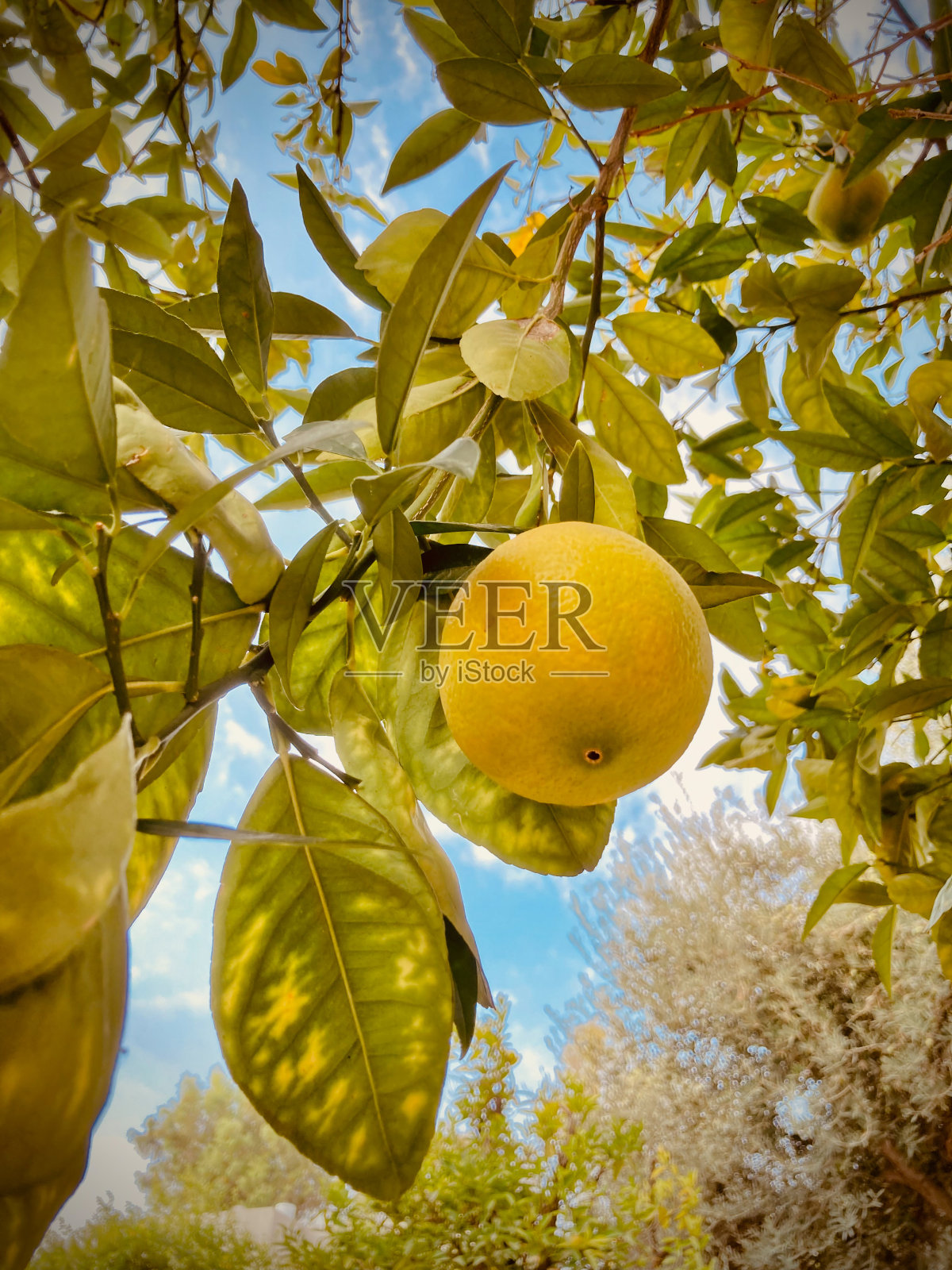 耶路撒冷的橘子树细节照片摄影图片