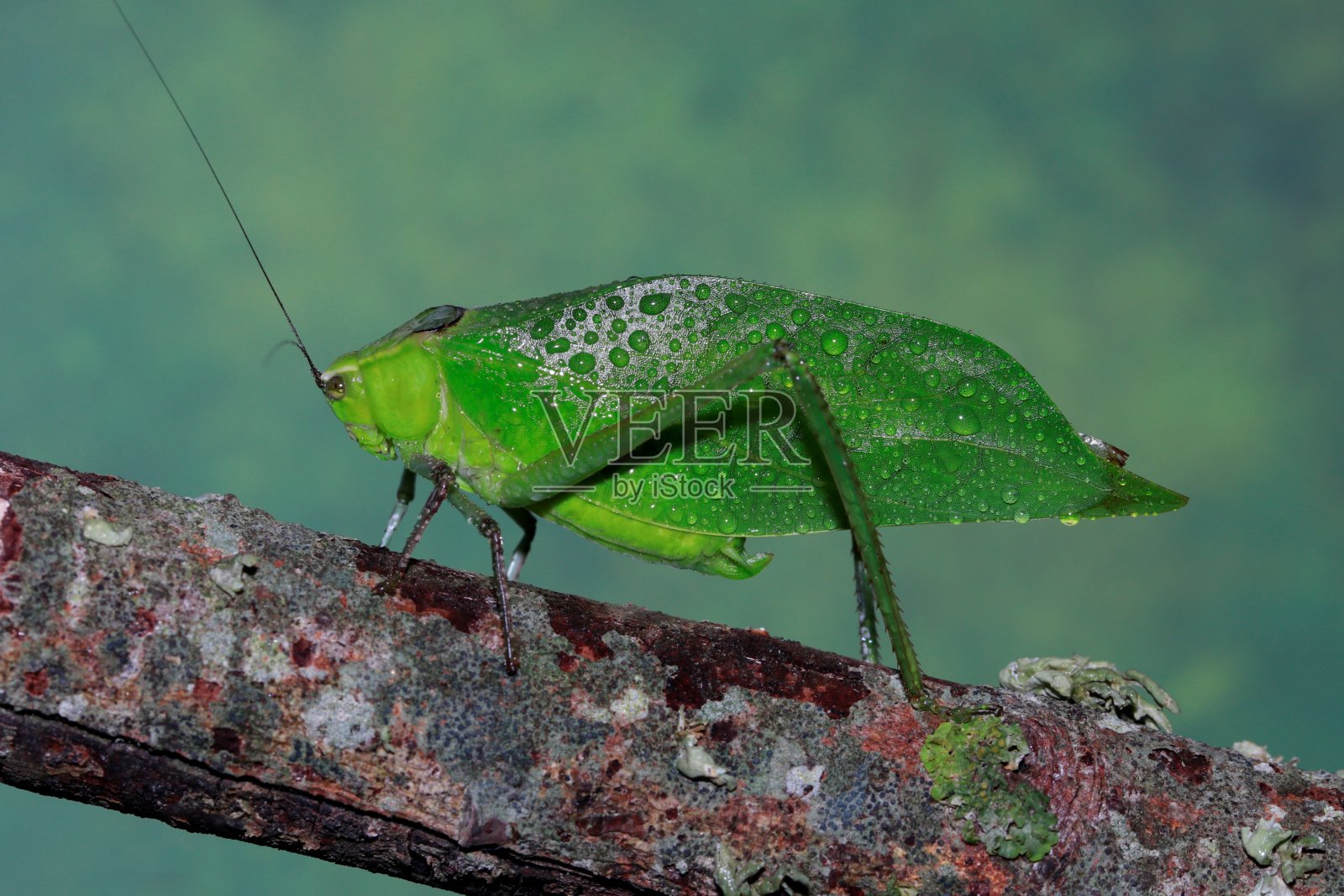 巨型卡蒂迪德（苜蓿）照片摄影图片