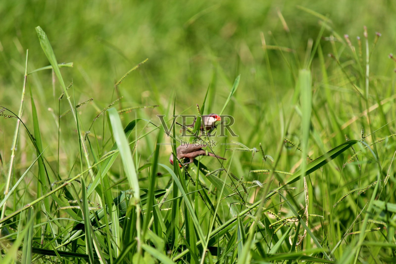 鸟海豹嘴-雌鸟照片摄影图片