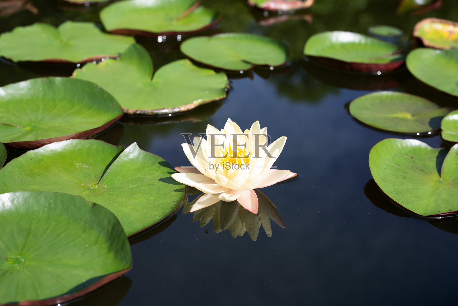 美丽盛开的莲花带叶，睡莲盆照片摄影图片