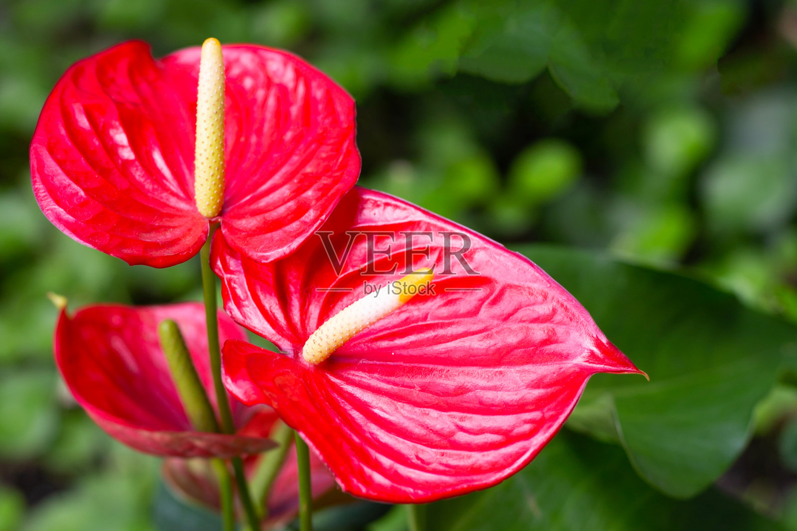 火烈鸟花或猪尾红掌照片摄影图片