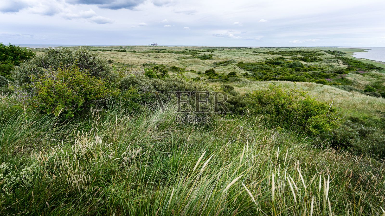 美丽的场景，绿色的草和植物在海边照片摄影图片