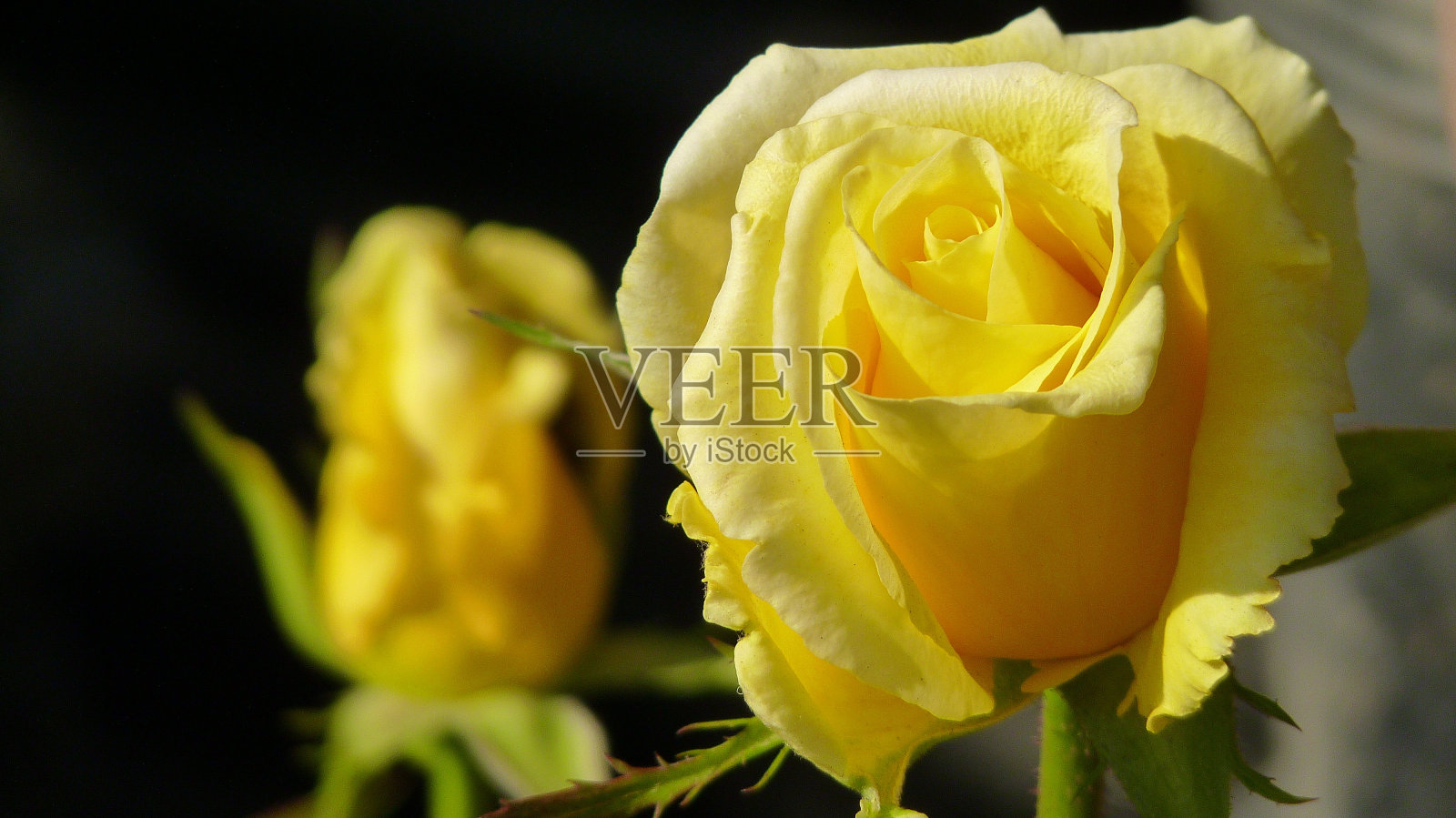 浅聚焦拍摄美丽的生机勃勃的玫瑰照片摄影图片