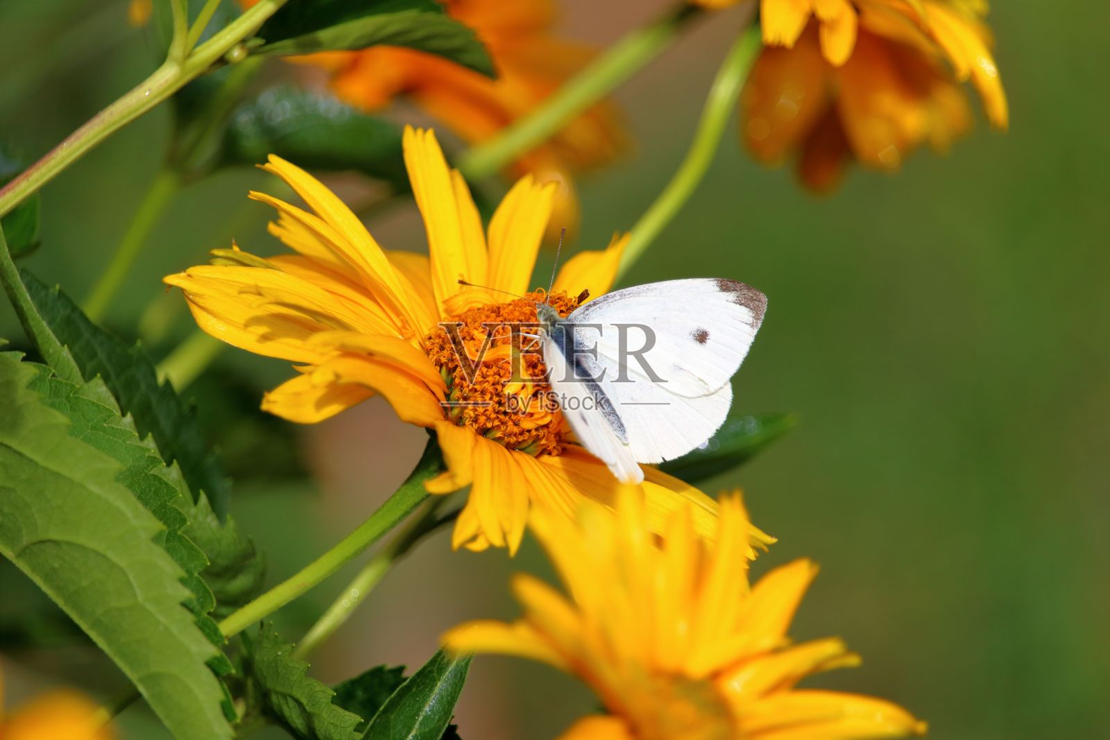 在绿色自然背景中，蝴蝶栖息在黄色花朵上的特写照片摄影图片