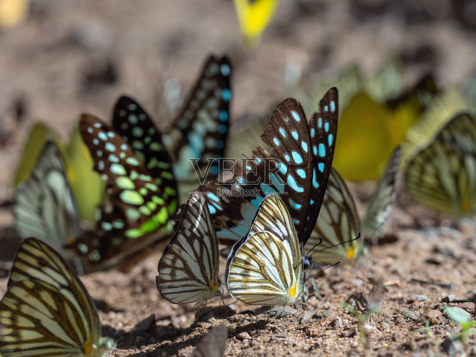 地面上一群蝴蝶的特写镜头照片摄影图片