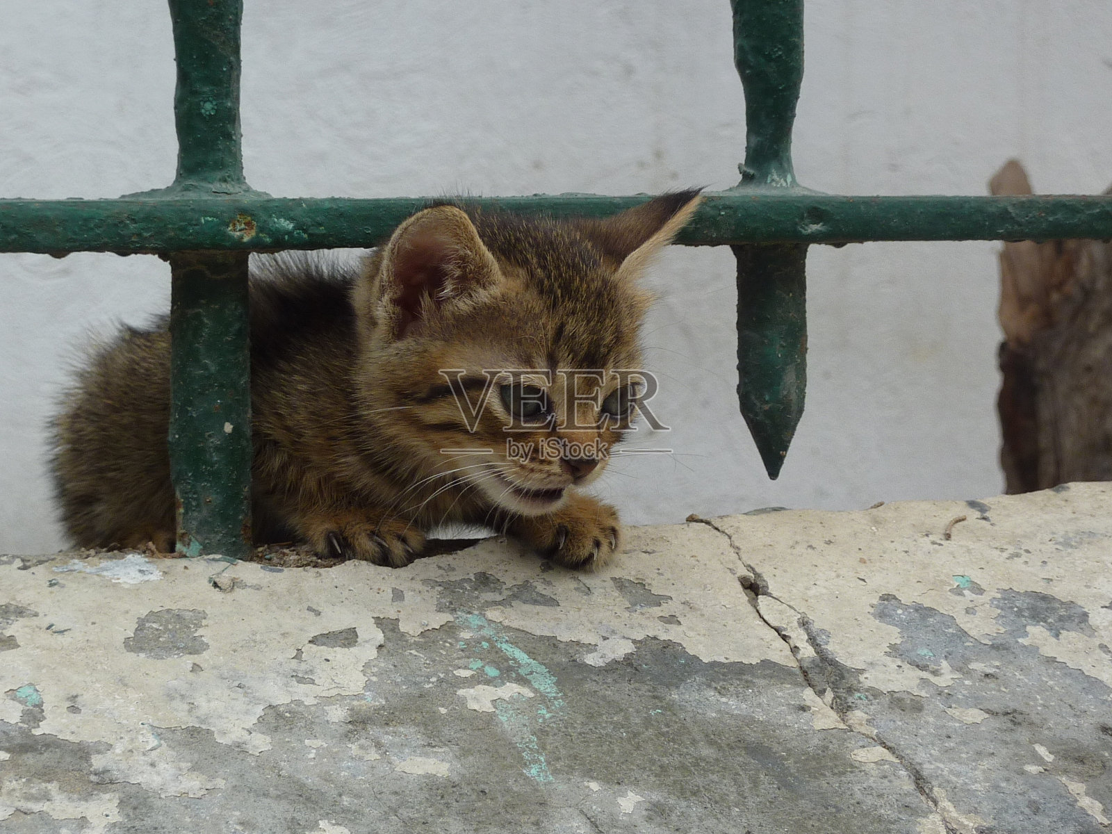金属栅栏下小猫的特写镜头照片摄影图片
