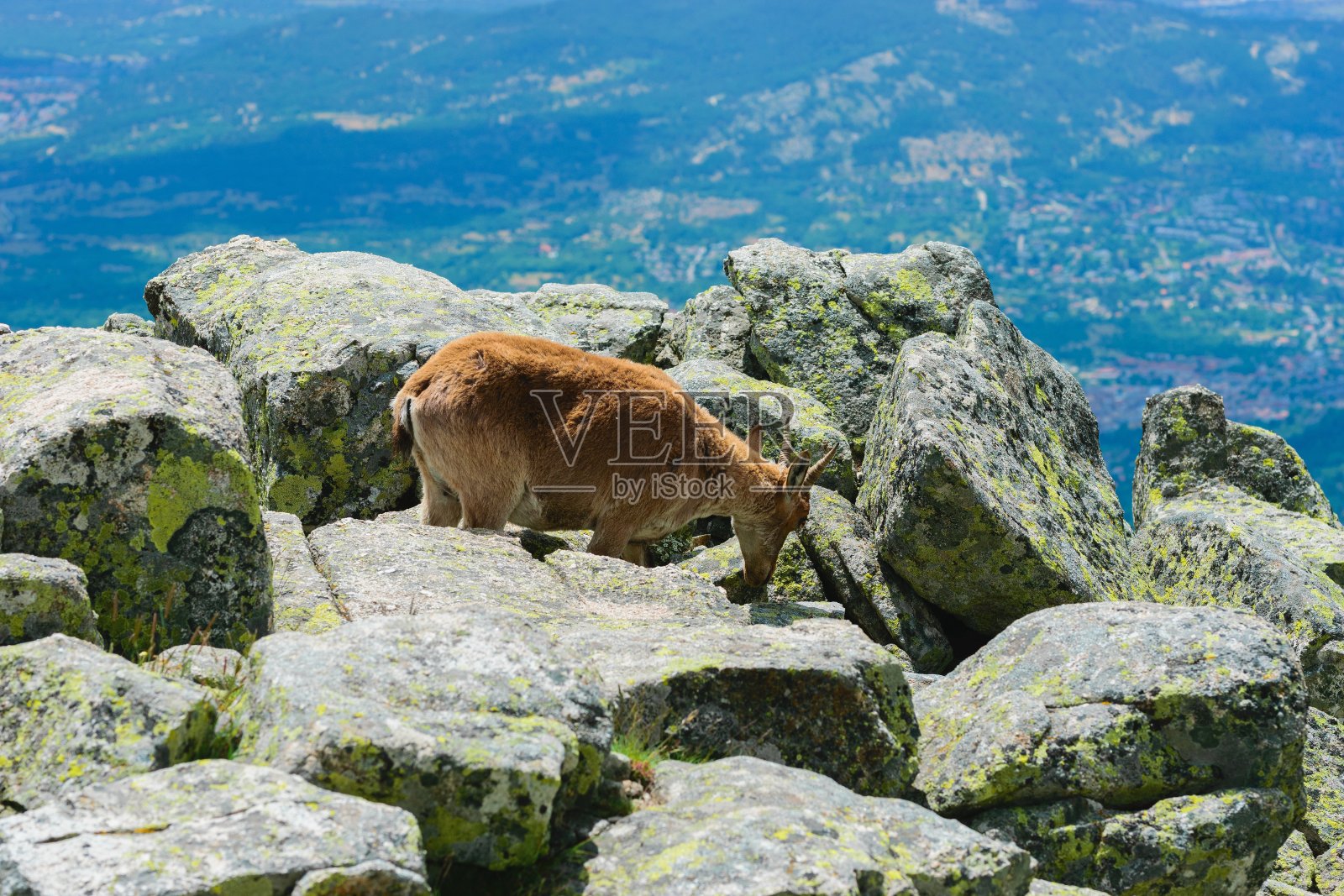 落基山脉中白尾鹿的美丽照片照片摄影图片