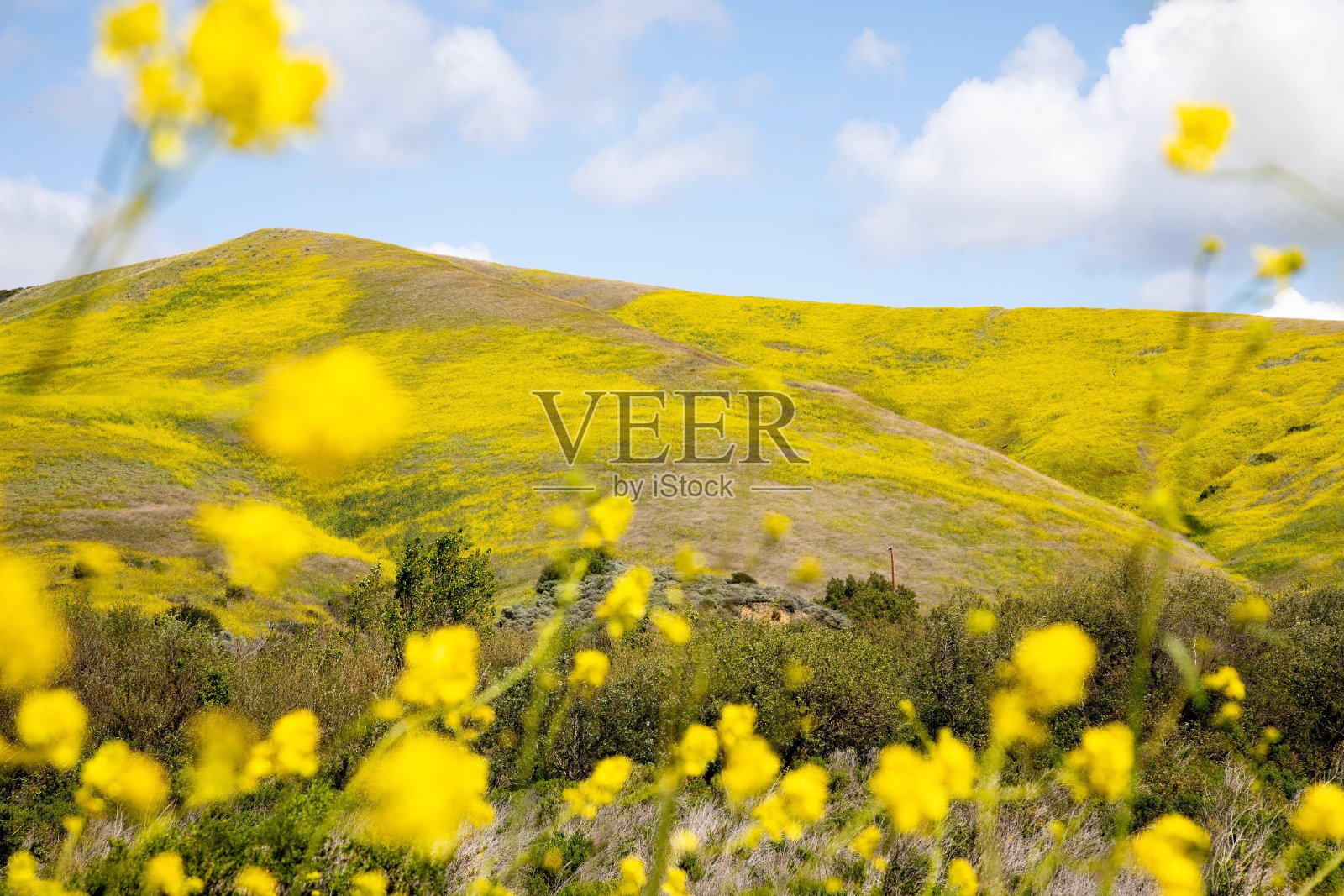 美国加维奥塔，加利福尼亚中部海岸鲜花覆盖的山丘的美丽景色照片摄影图片