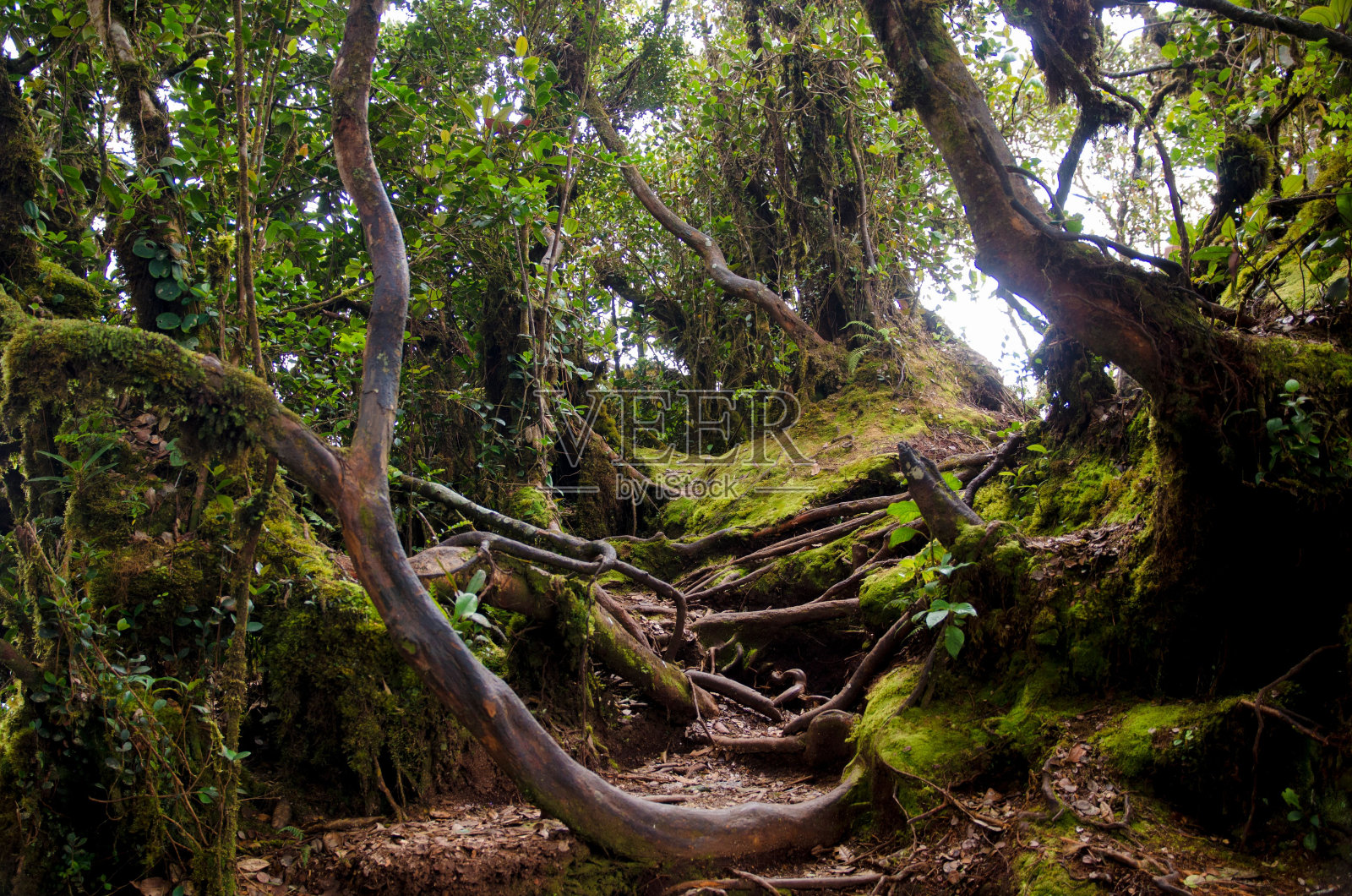 森林中长满绿色苔藓的弯曲树木的风景照片摄影图片