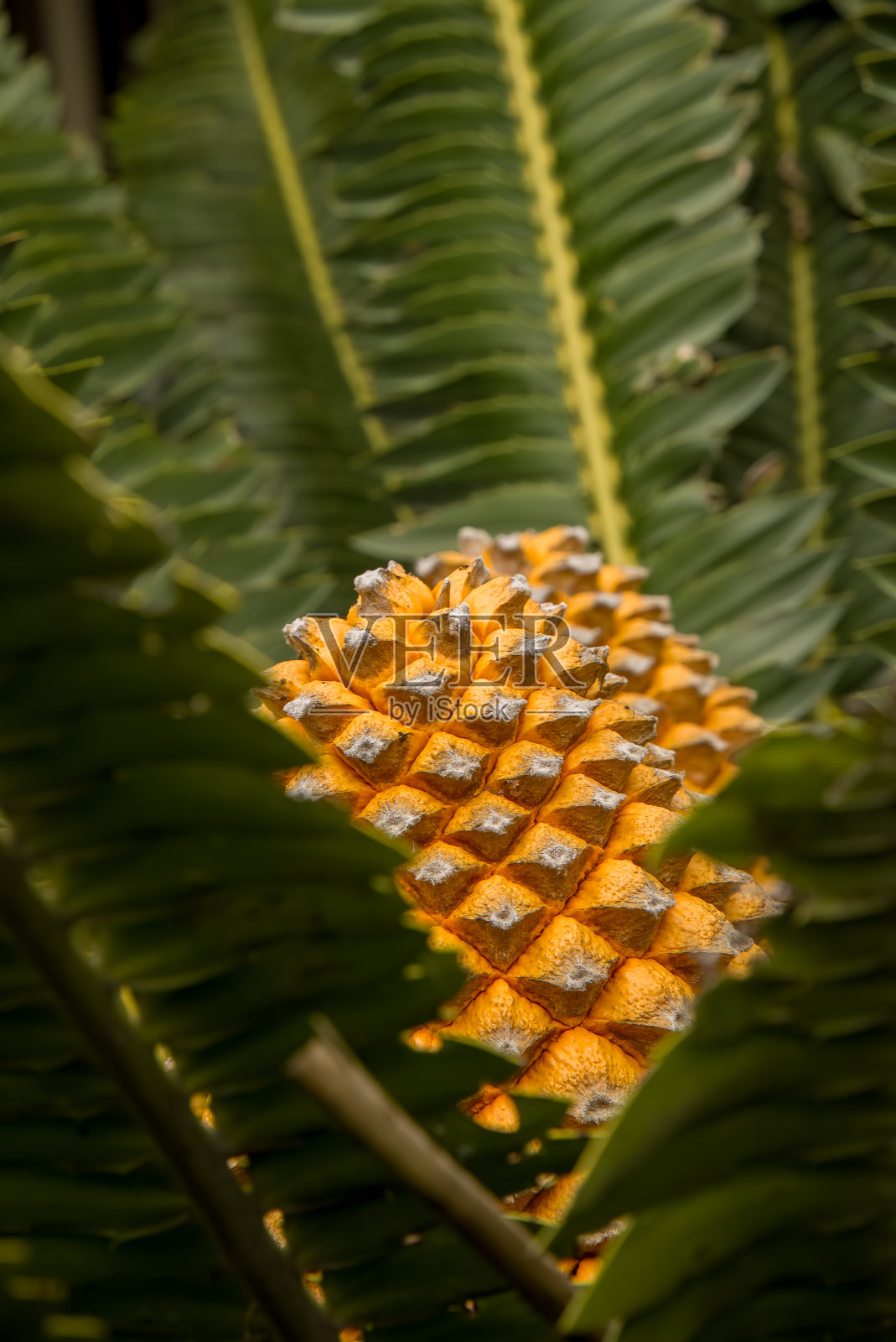 橘黄色的苏铁锥照片摄影图片