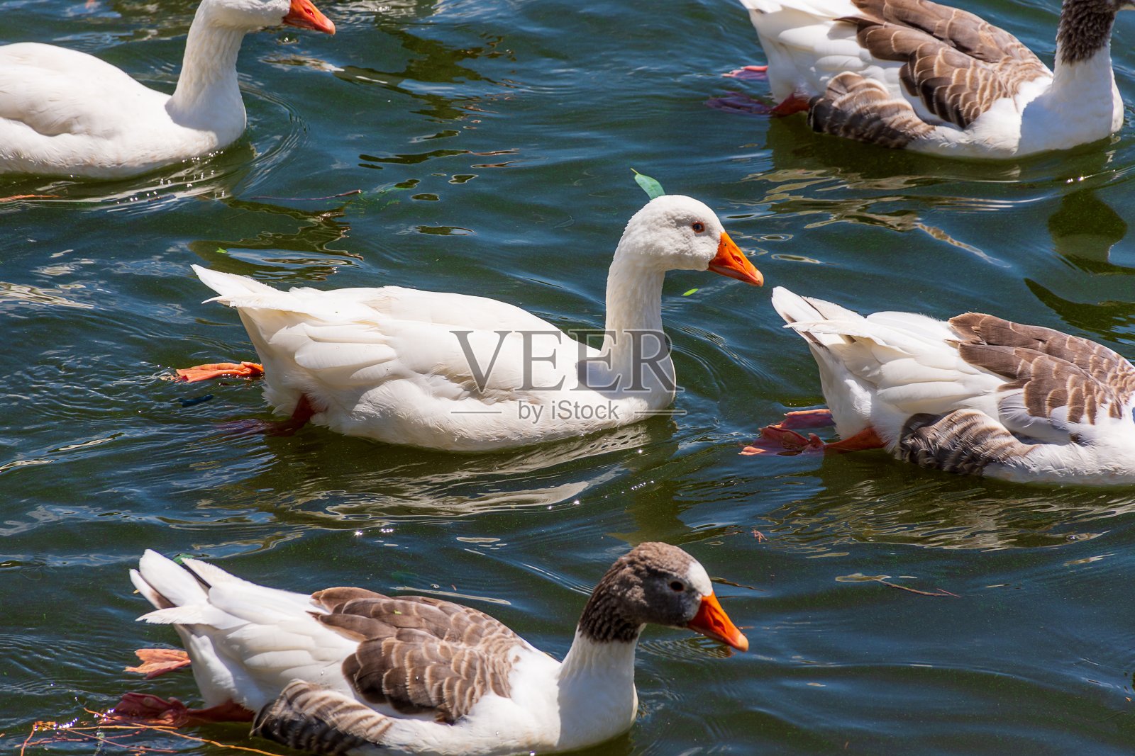 白色的鸭子在池塘里游泳照片摄影图片