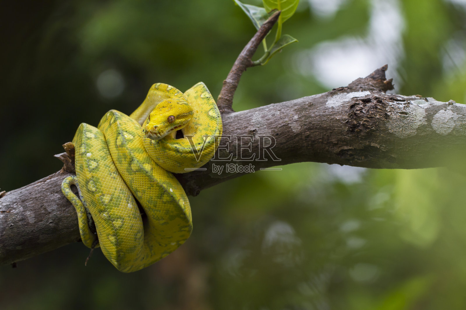 绿树蟒蛇黄色皮蛇照片摄影图片