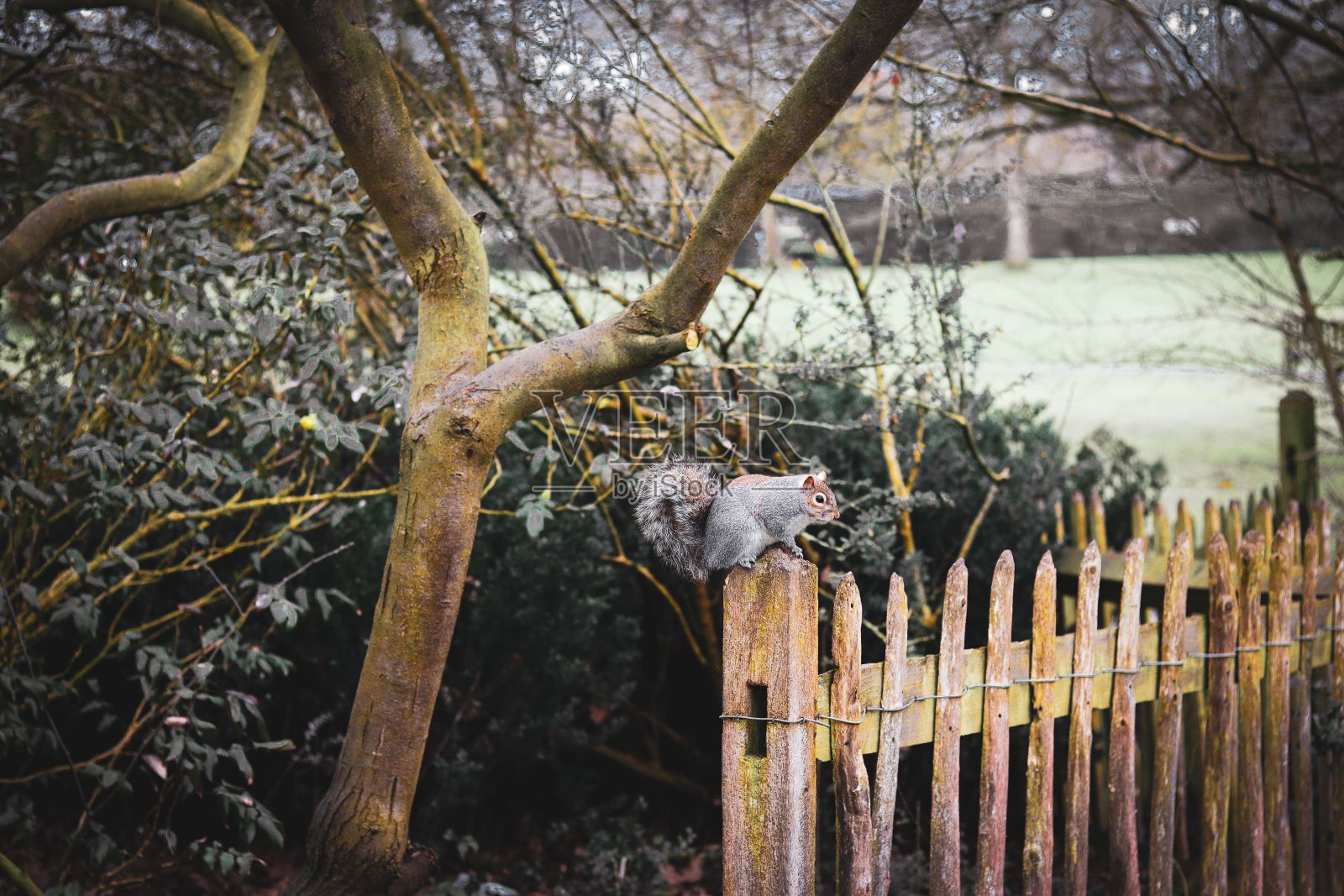 木制栅栏上一只西部灰松鼠的特写镜头照片摄影图片