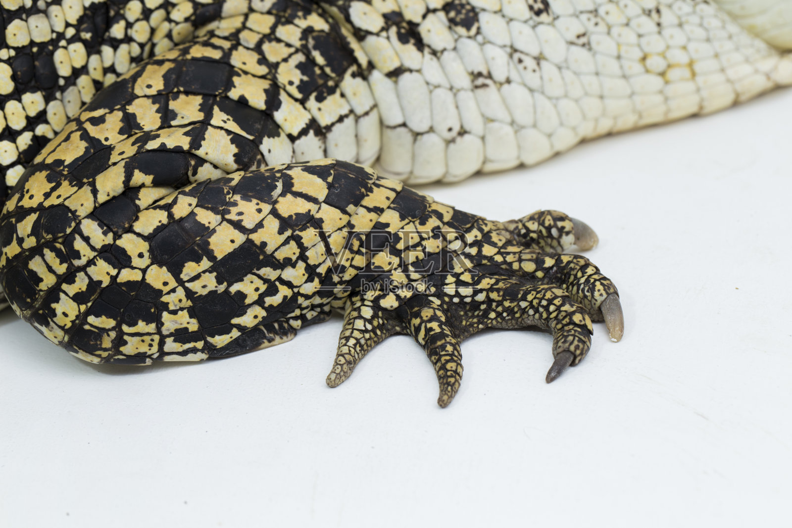 白色背景上的咸水鳄照片摄影图片