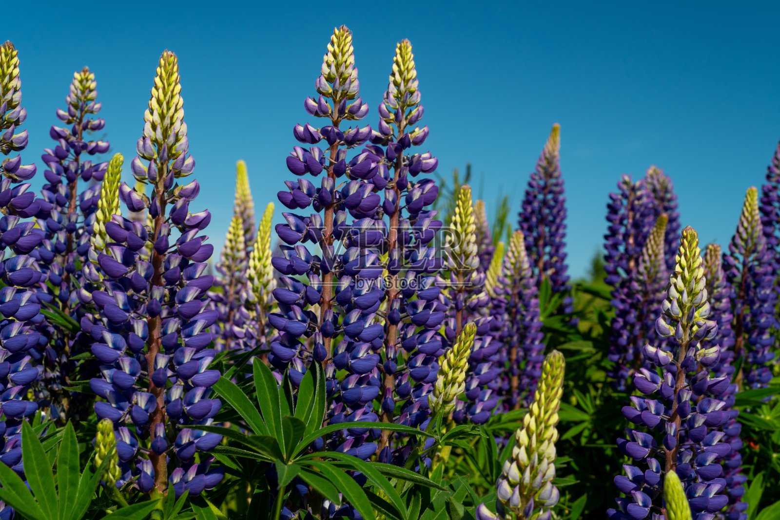 白天，一片紫色的英国薰衣草田的美丽风景照片摄影图片