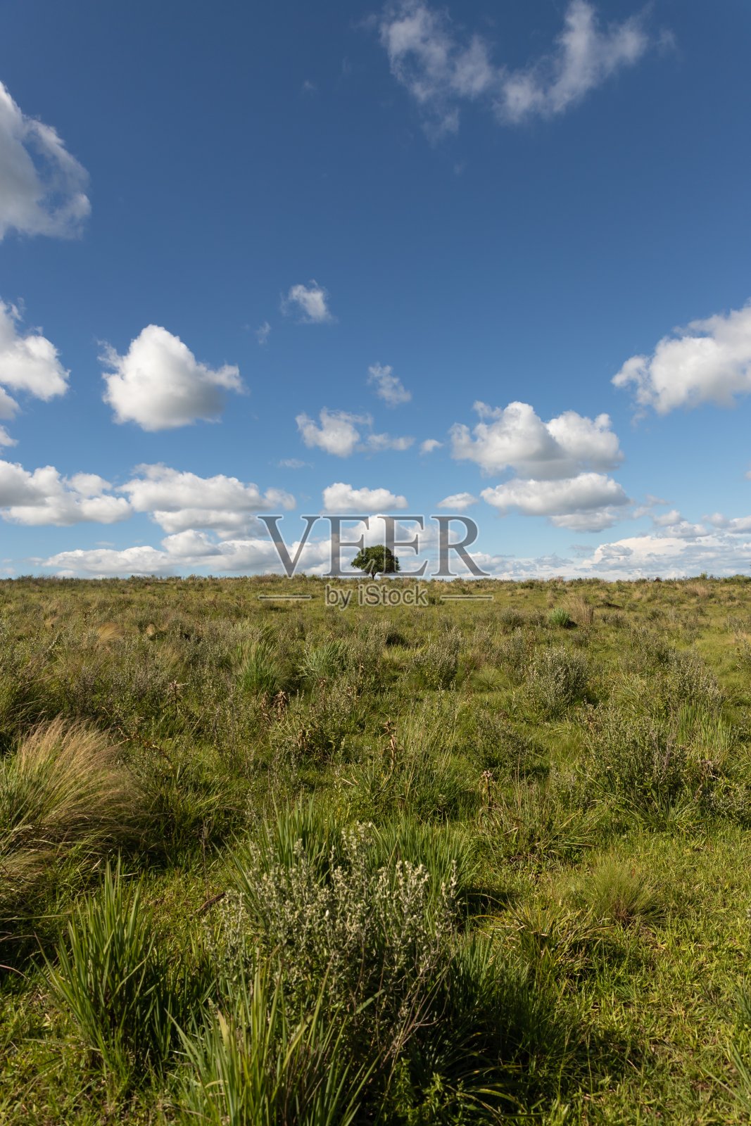 垂直拍摄的绿色田野，背景是一棵树，蓝天白云照片摄影图片
