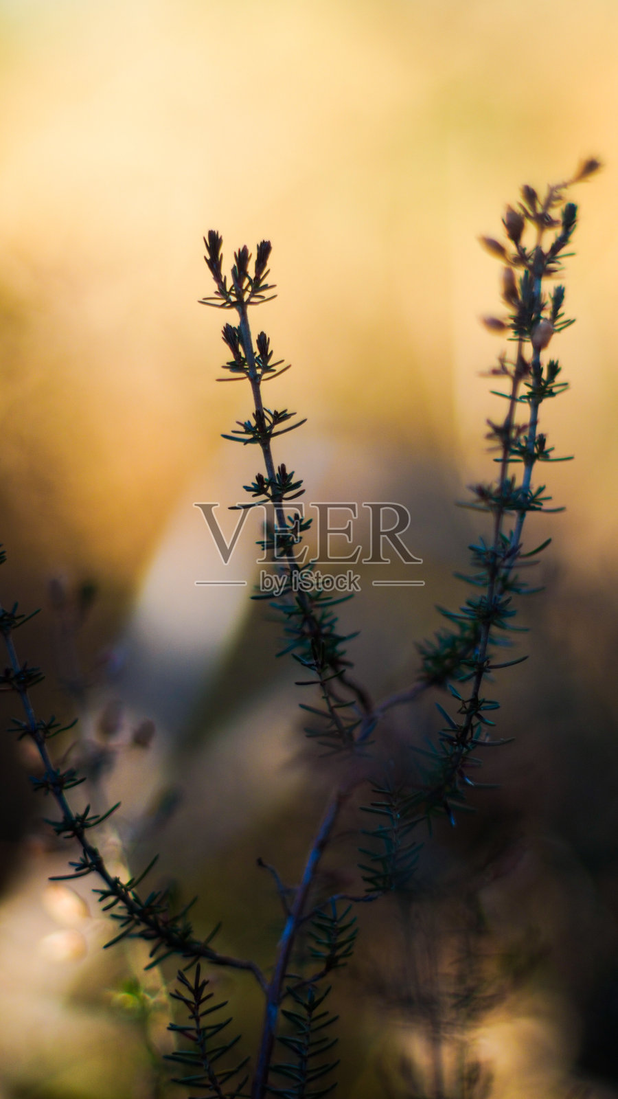 野生石南茎照片摄影图片