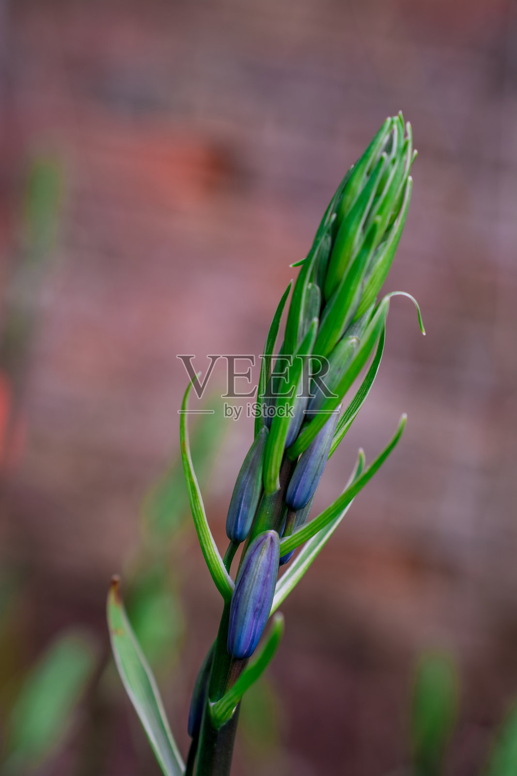 公园花坛里的花照片摄影图片