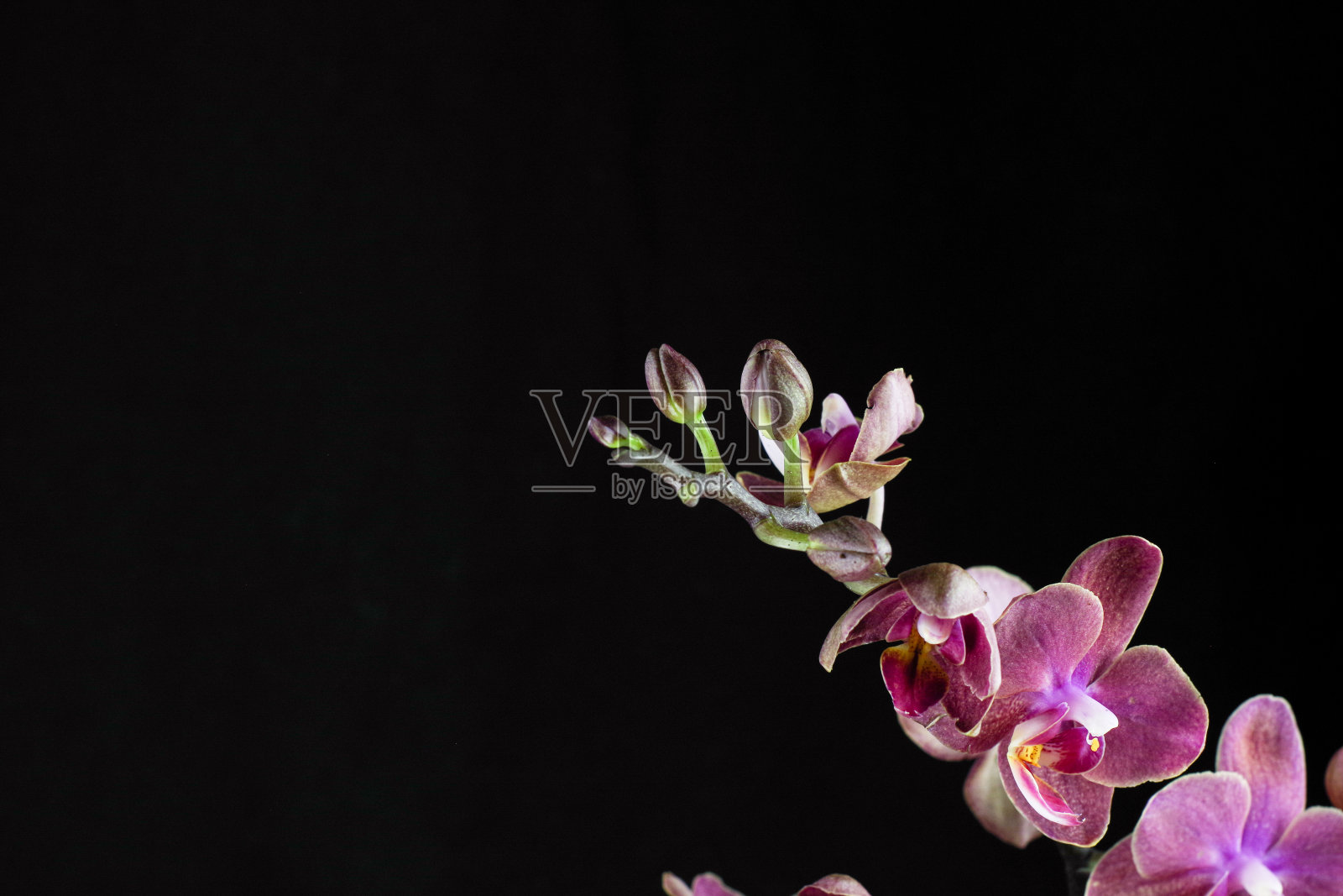 黑色背景上的一种兰花的花。蝴蝶兰凤凰在特写中是暗红色的。美丽的花的背景。照片摄影图片