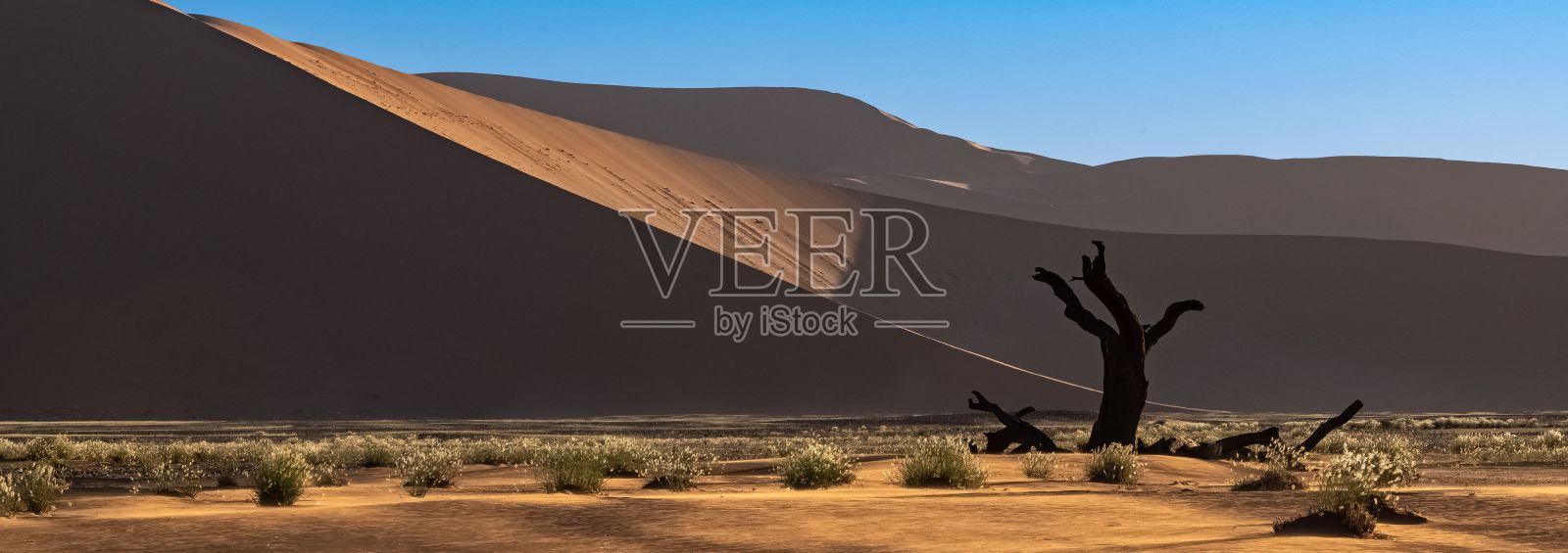 纳米比亚，纳米布沙漠，死相思照片摄影图片