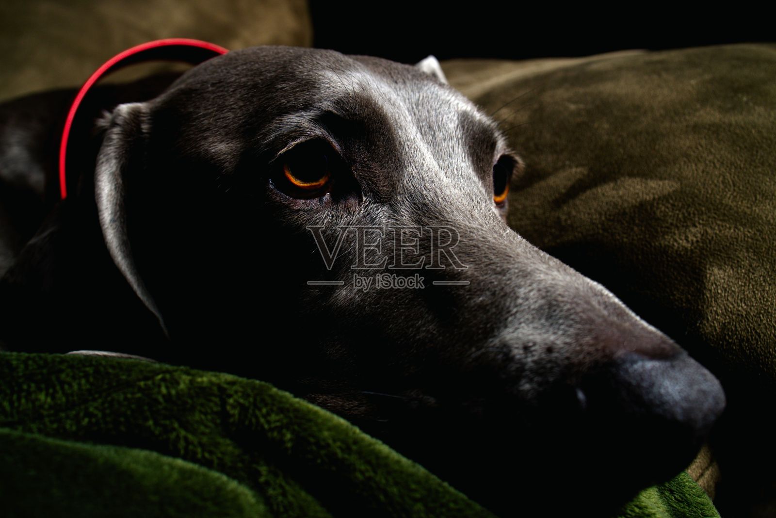 一只魏玛拉犬在室内沙发上休息的特写黑暗镜头照片摄影图片