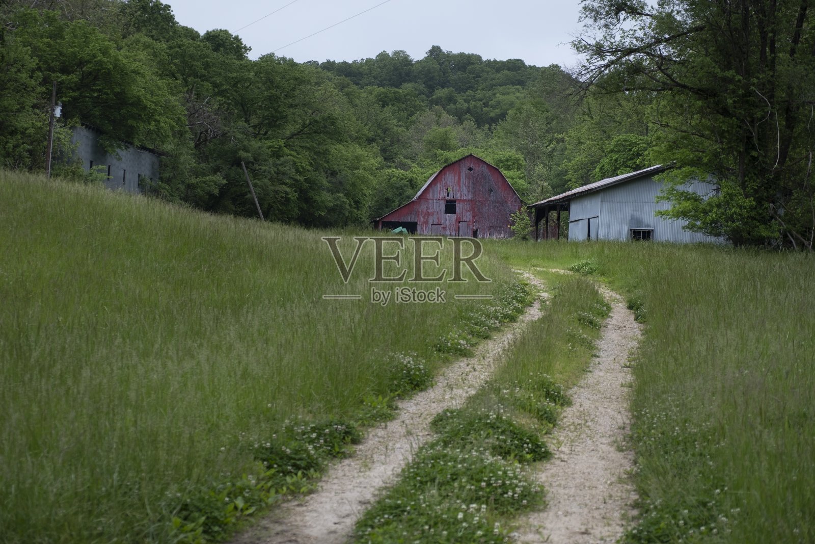 与眼睛平齐的照片，老谷仓矗立在远处的绿色森林附近照片摄影图片