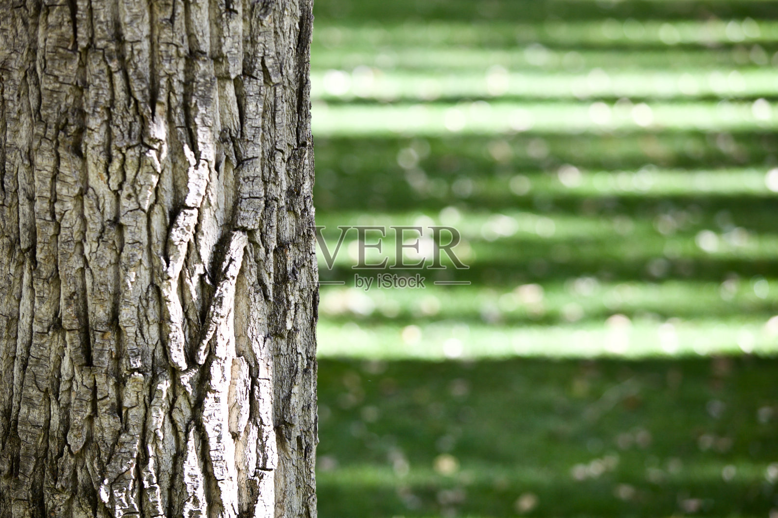特写明亮的阳光照射下的树干与模糊的绿色背景与复制空间照片摄影图片