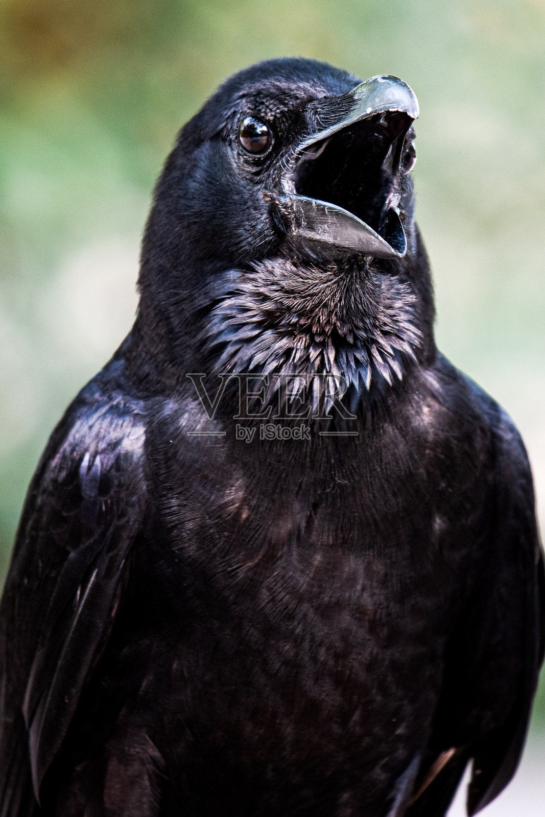 (特写)乌鸦张大了嘴巴。照片摄影图片