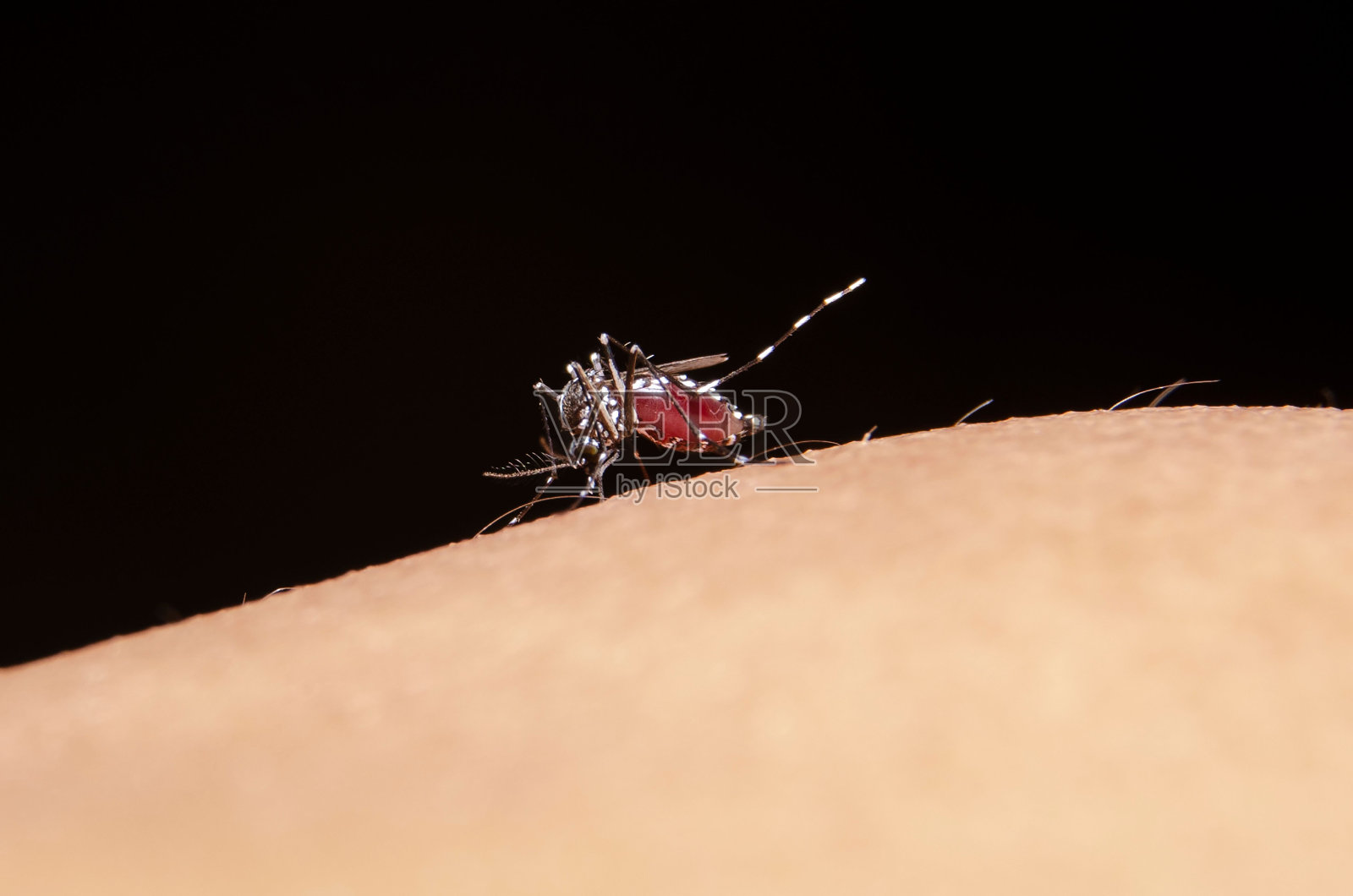 在黑色背景下，一只正在吸食人血的黄热病蚊子的特写照片摄影图片