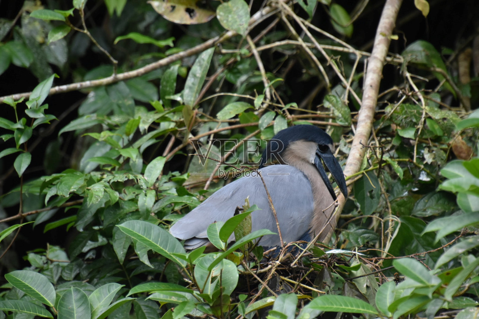 船被鹭照片摄影图片