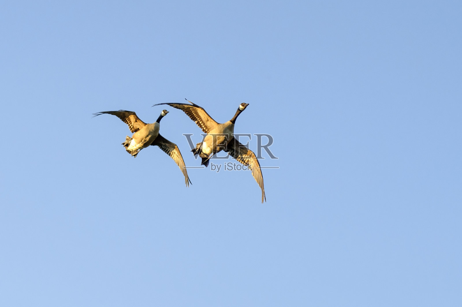 大雁在飞行中照片摄影图片