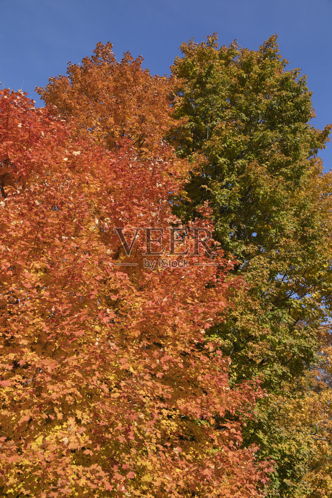 色彩斑斓的秋树映衬着蓝天照片摄影图片