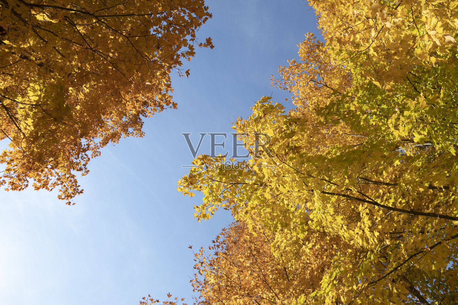 色彩斑斓的秋树映衬着蓝天照片摄影图片