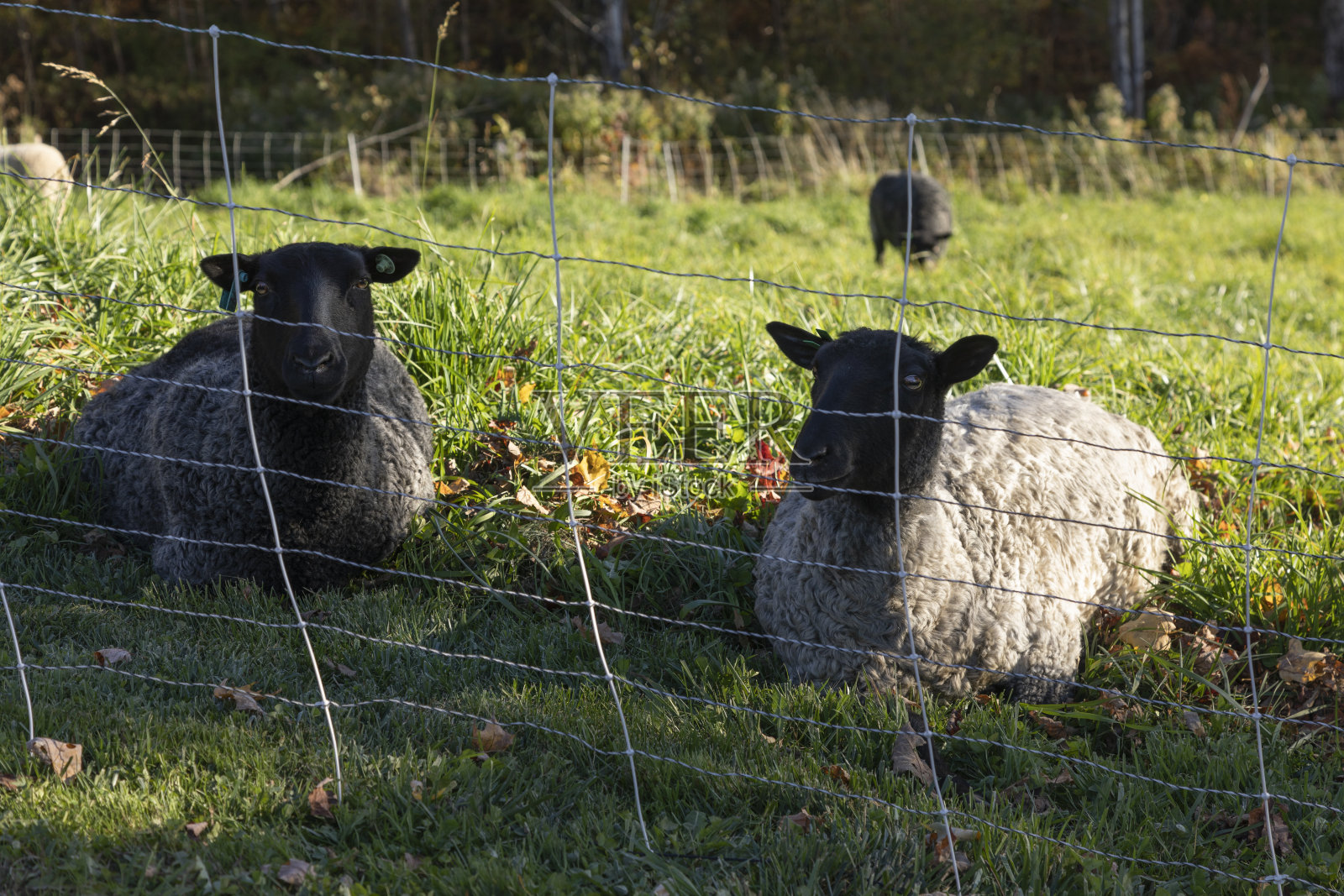 农场里躺在地上的羊照片摄影图片