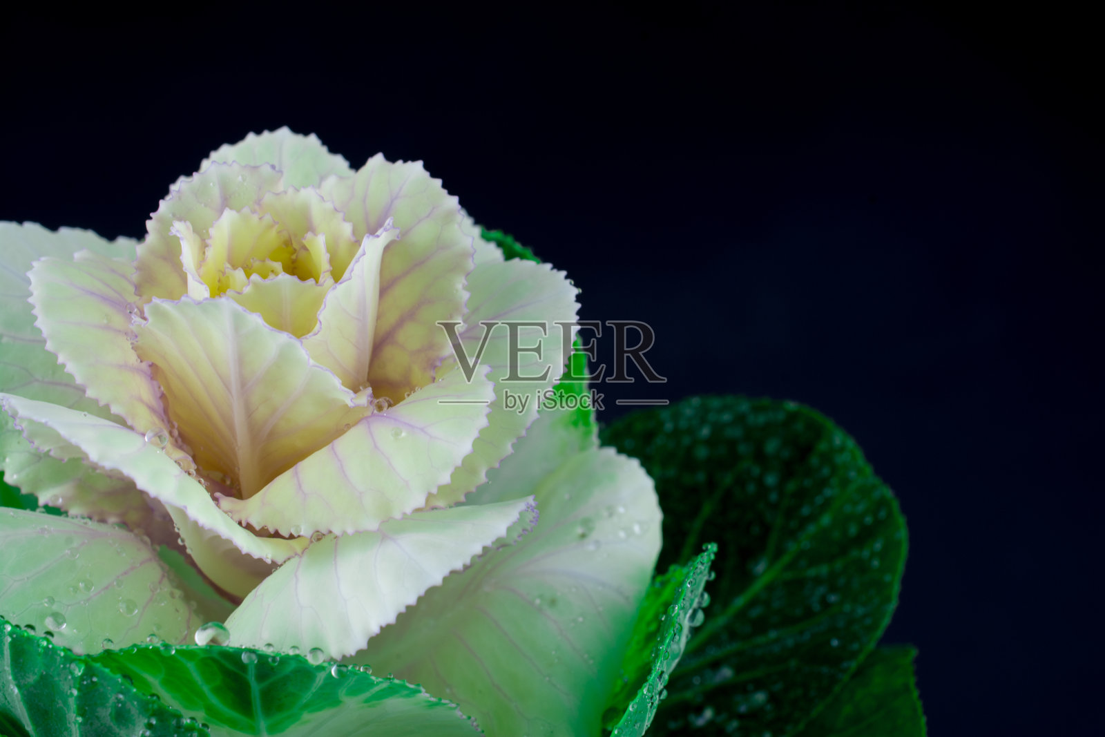 美丽的鲜花和文字的慰问照片摄影图片