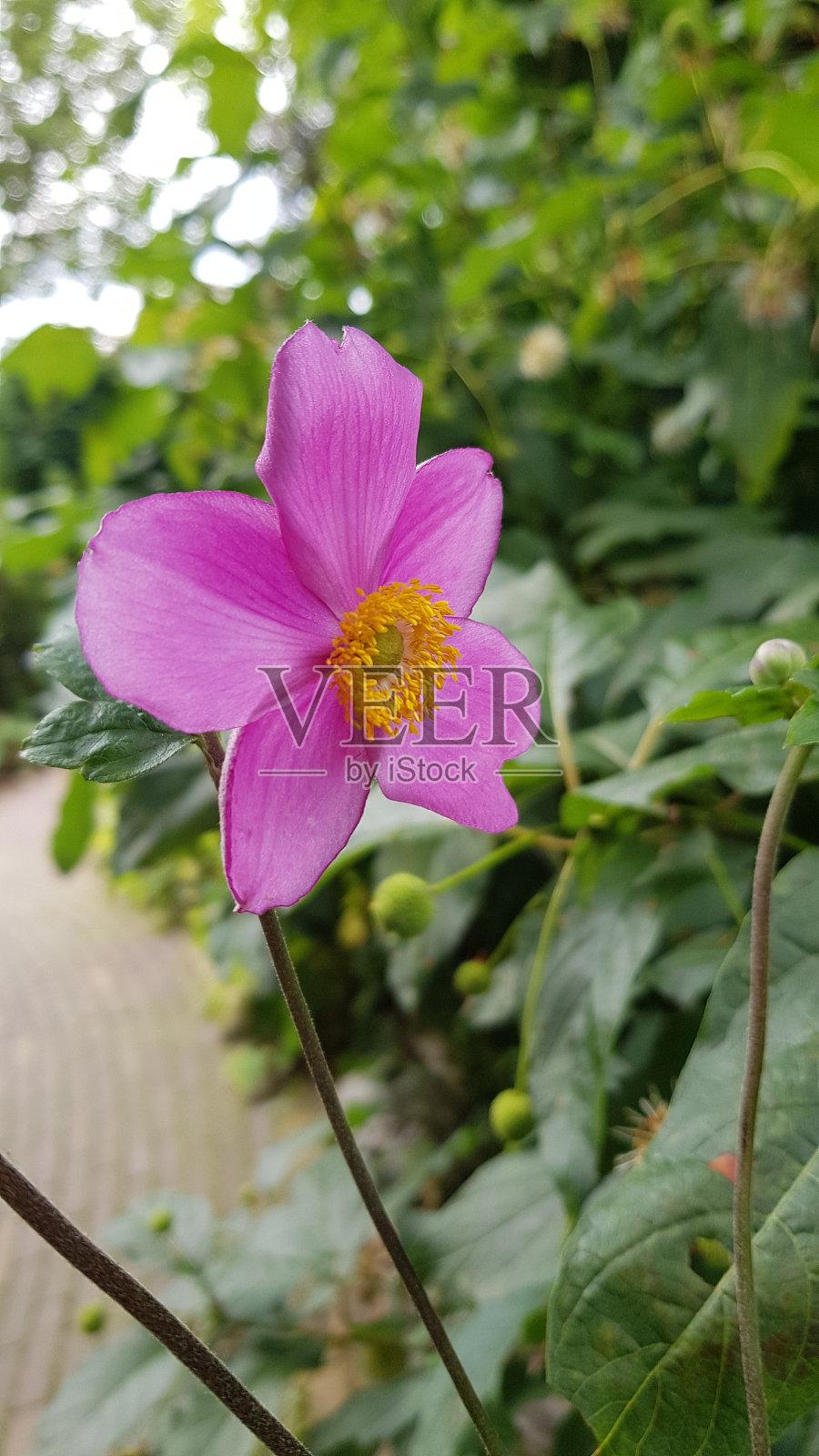 特写浅粉色的花照片摄影图片