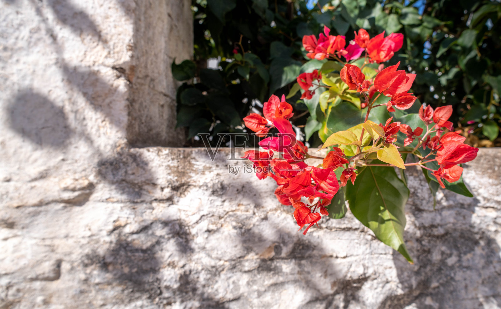花园里的红花照片摄影图片