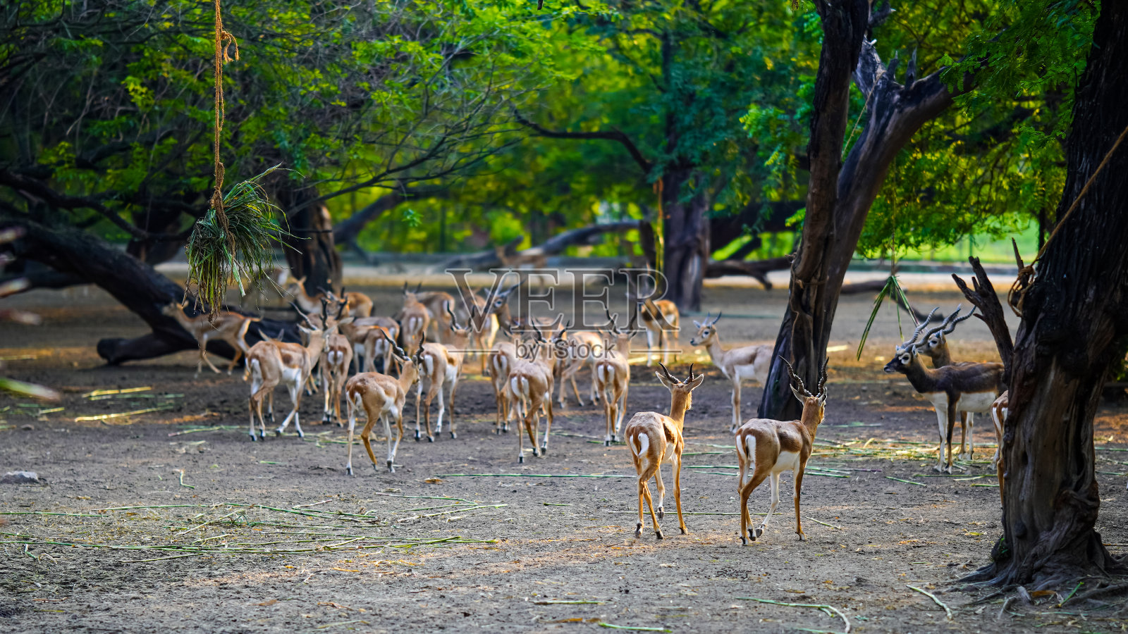 在公园里有选择地聚焦鹿照片摄影图片