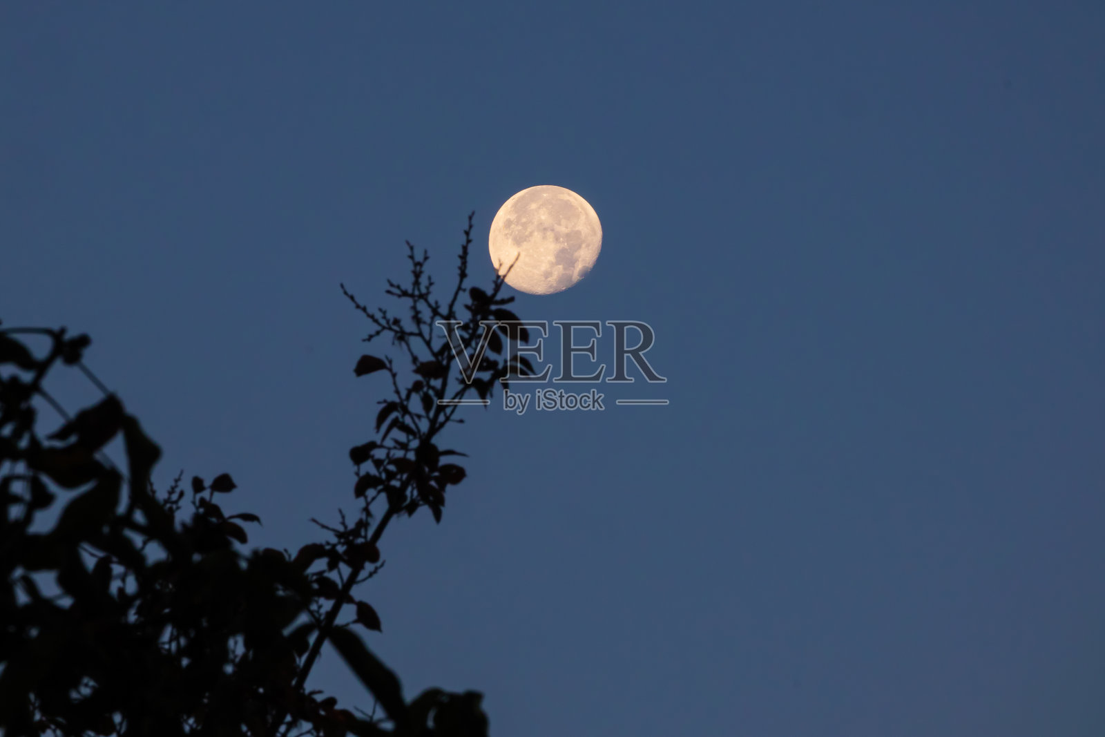 月亮和枝叶。这张照片是用长焦镜头拍的照片摄影图片