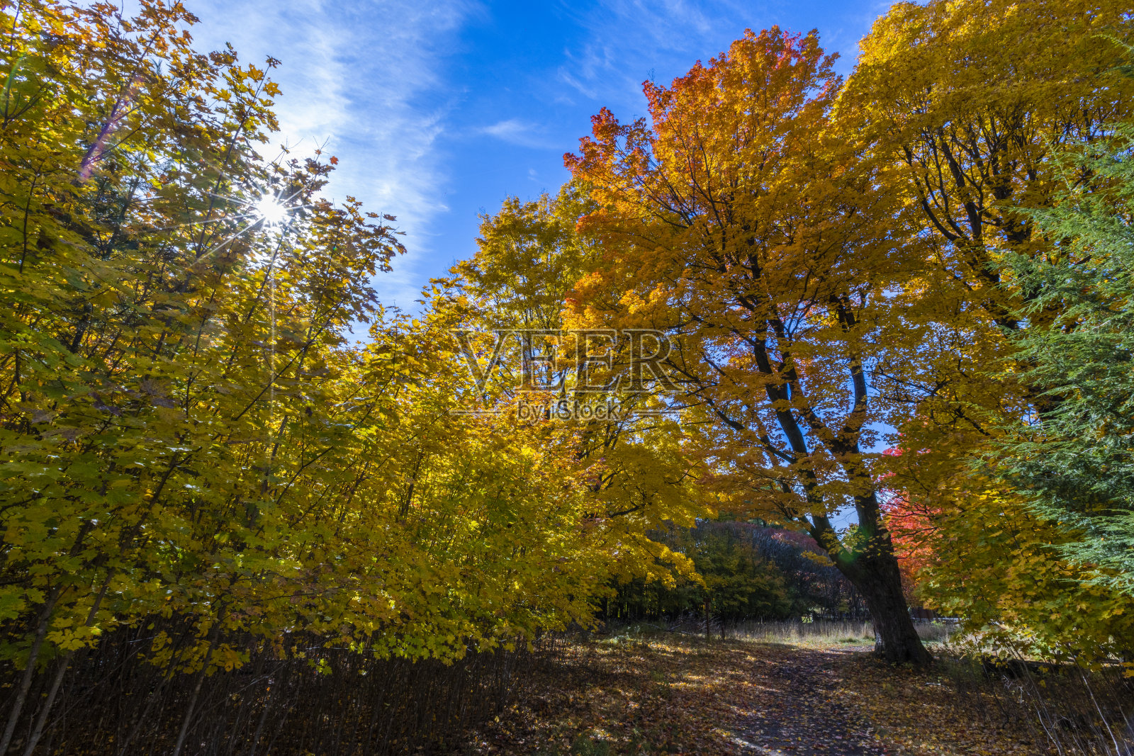 圣布鲁诺山国家公园的秋天照片摄影图片