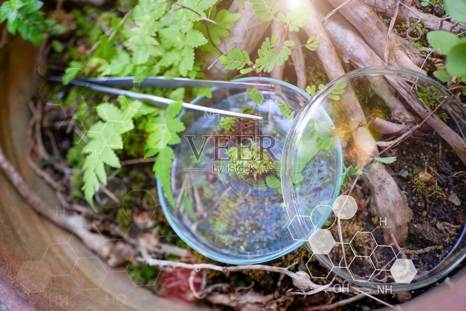 植物科学研究，染色体DNA与遗传，科学家研究。照片摄影图片