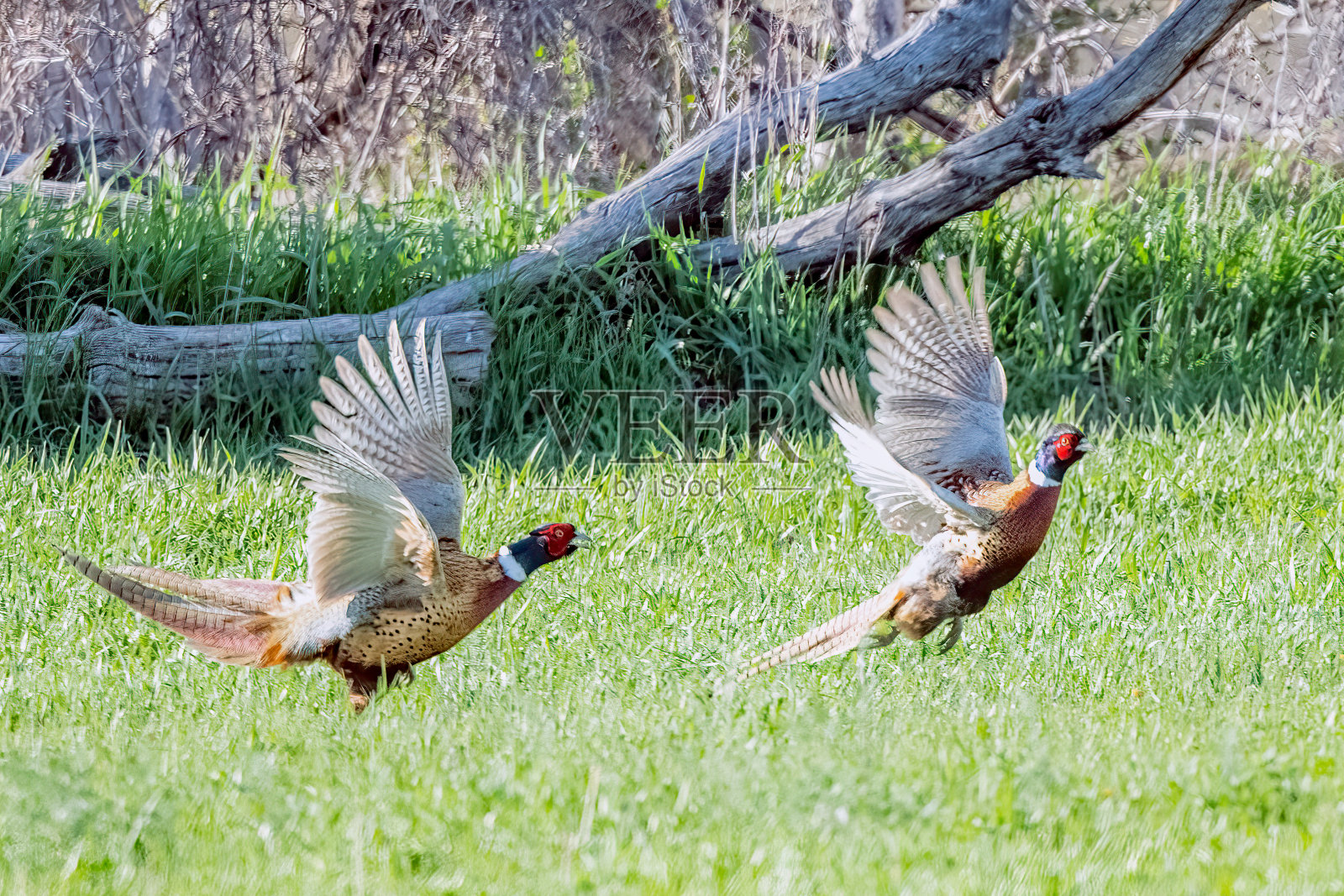美国西部蒙大拿州的野鸡正在飞行。照片摄影图片
