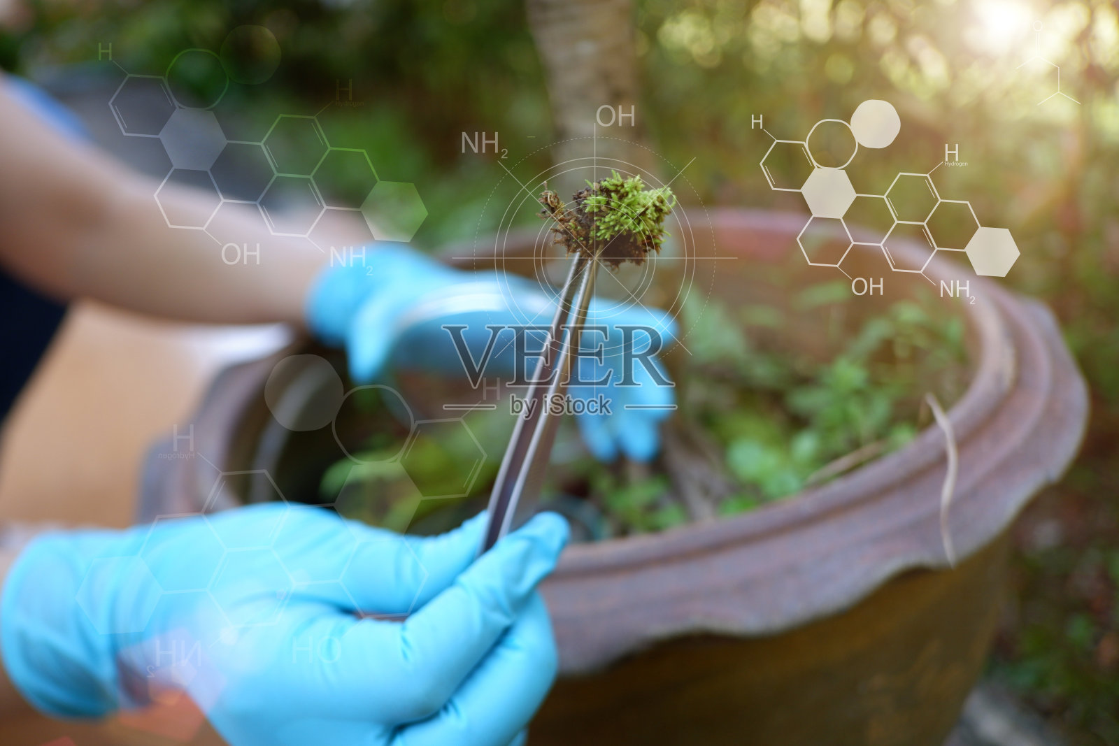 植物科学研究，染色体DNA与遗传，科学家研究。照片摄影图片