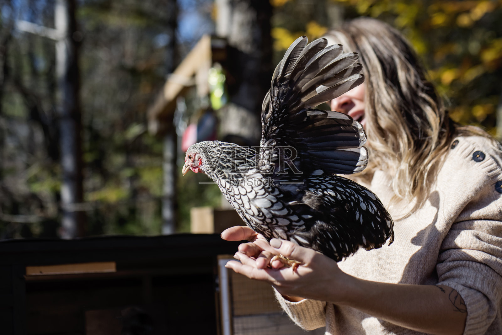 以秋天的森林为背景的妇女抱着一只鸡照片摄影图片