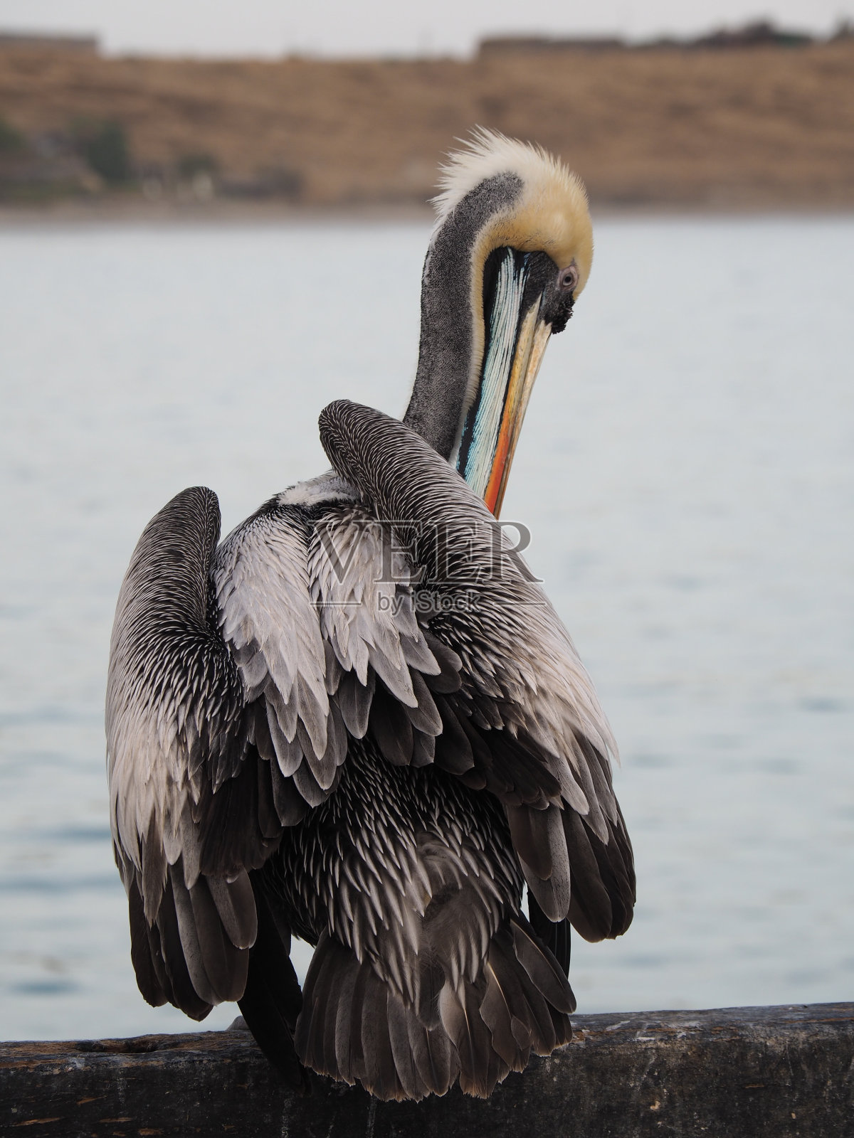 水面附近的鹈鹕的选择性聚焦镜头照片摄影图片
