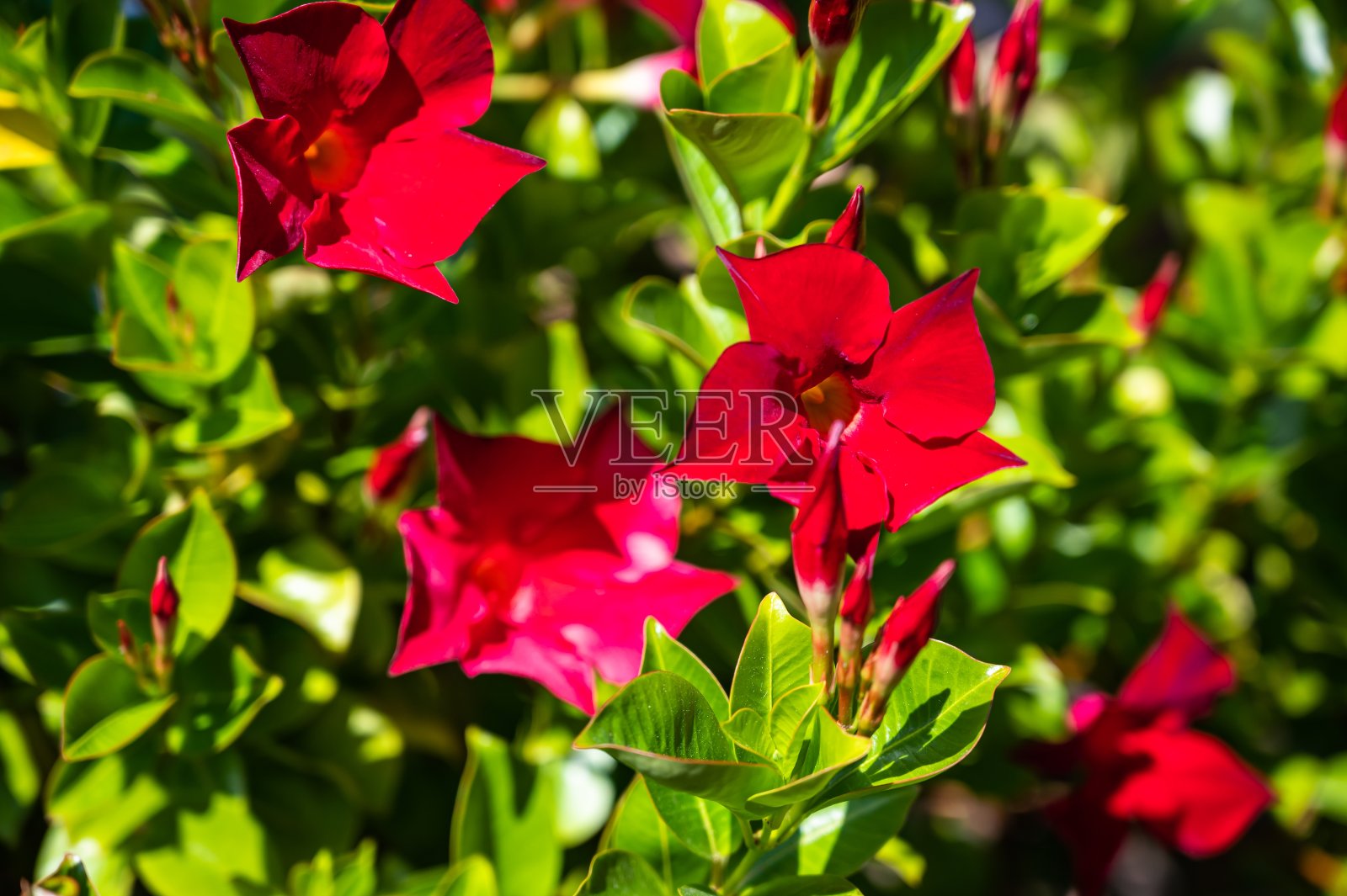 白天阳光下田野里红色的巴西茉莉的特写照片摄影图片